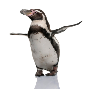 40cm Keeleco Humboldt Penguin