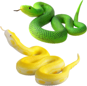 Soft feel snake golden python